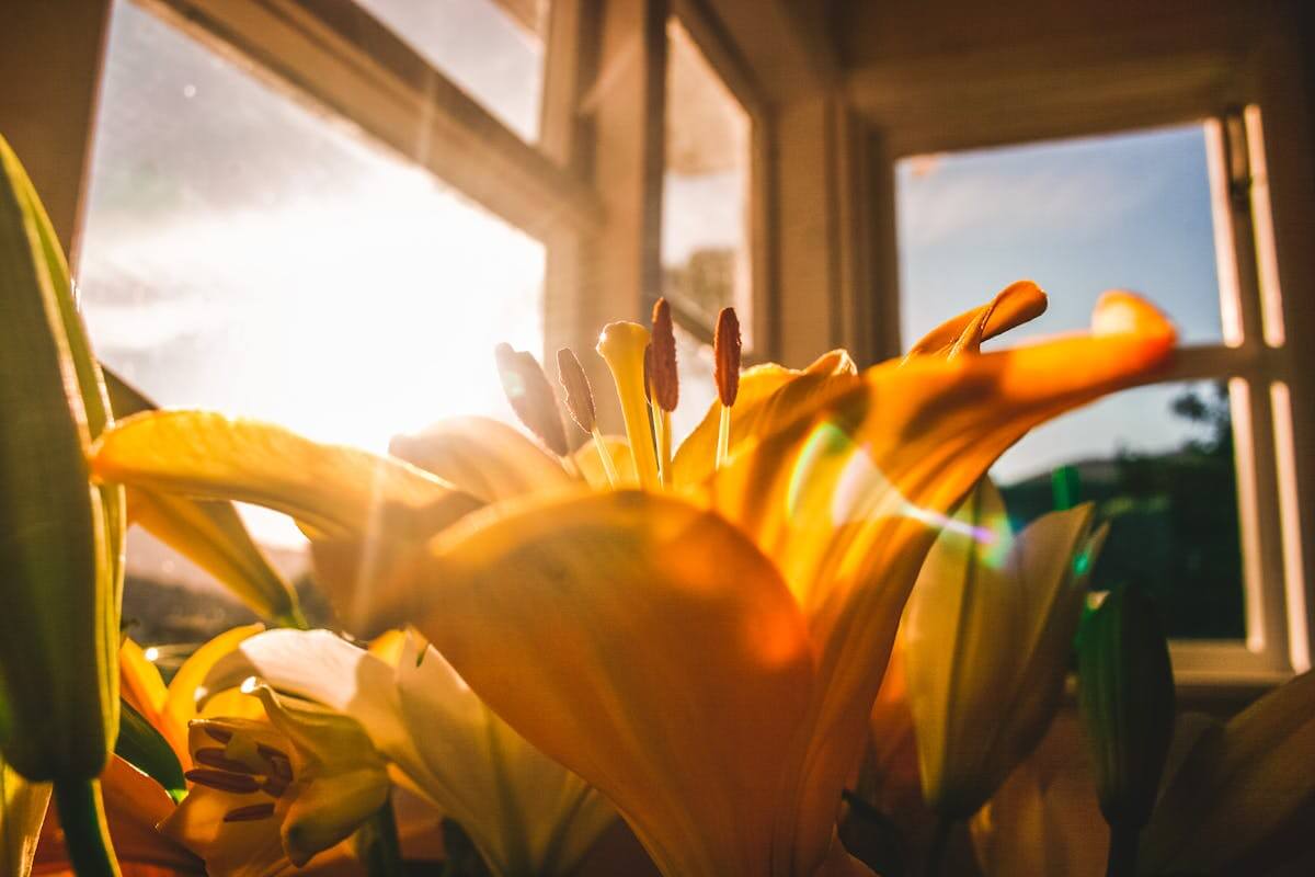 The Role of Windows in Passive Solar Design